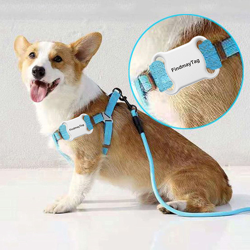 Smart Pet Cat & Dog GPS Tracker ile tasarlanmış mavi tasma ve buluş yapraklı bir Corgi.
