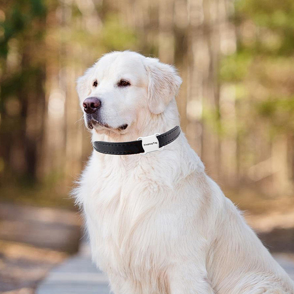 Smart Pet Cat & Dog GPS Tracker kullanılan bir golden retriever köpeği, doğada yürüyüş yaparken.